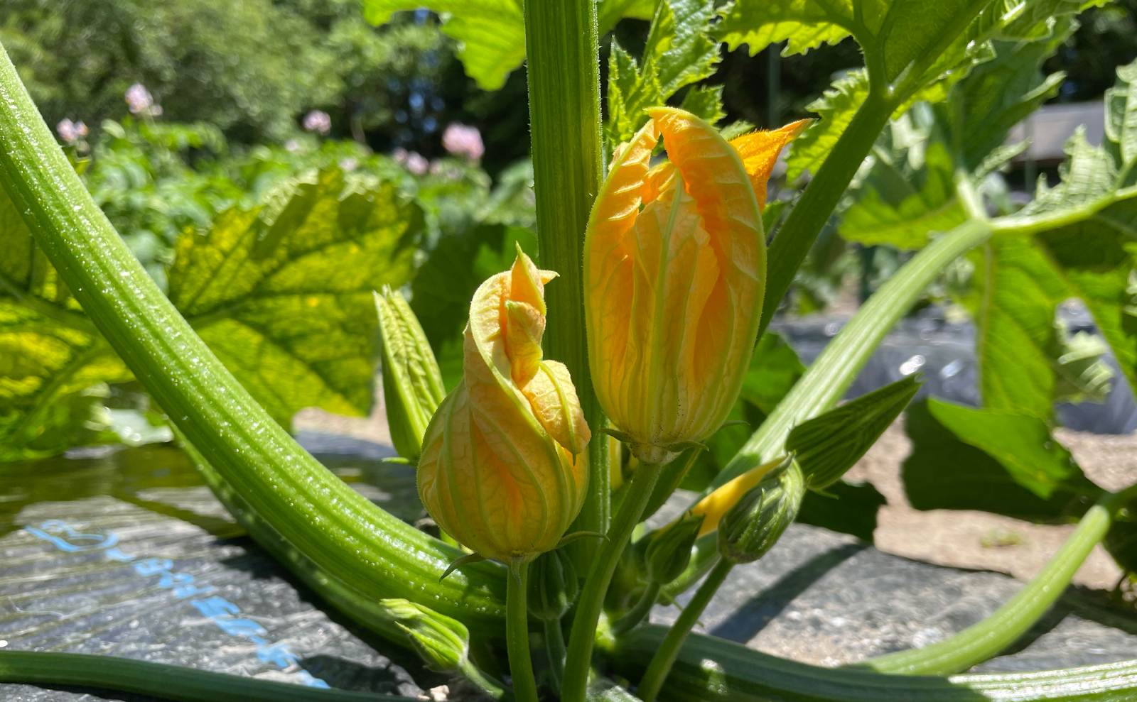 写真：ズッキーニの雄花