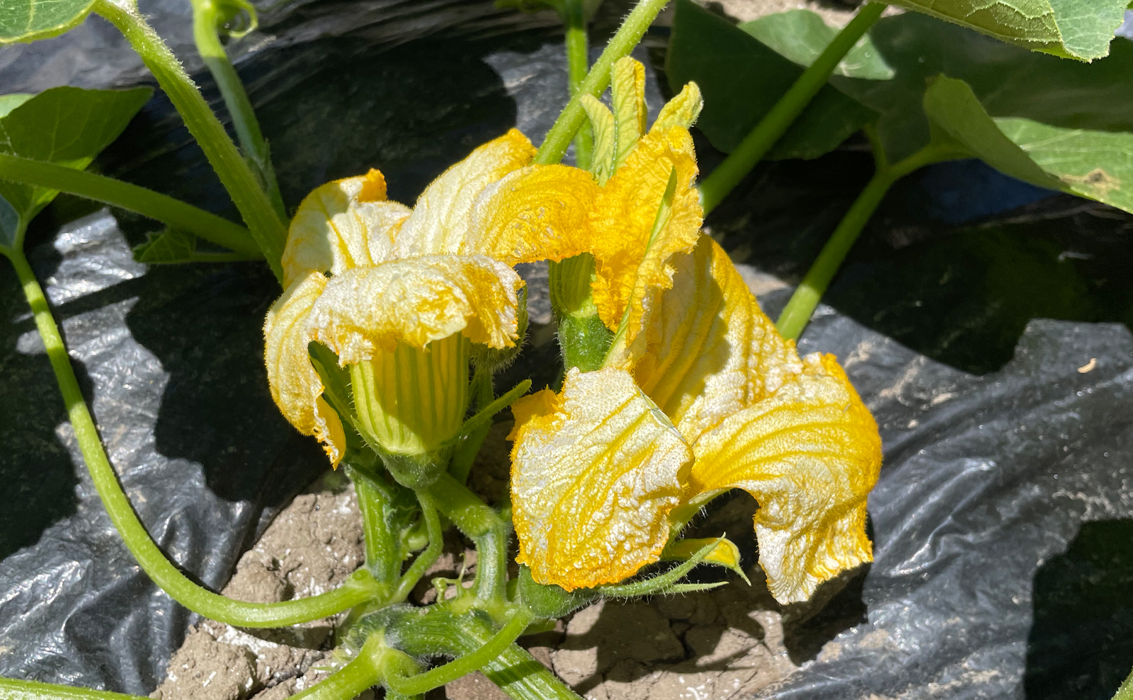 写真：カボチャの雄花