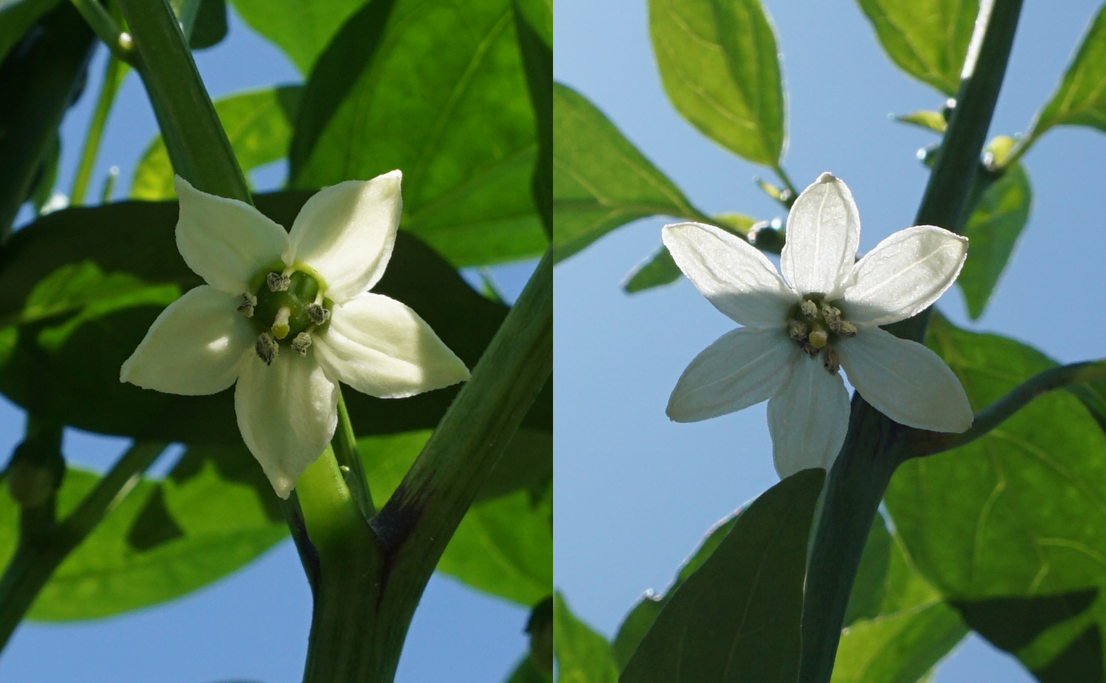 写真：パプリカとピーマンの花