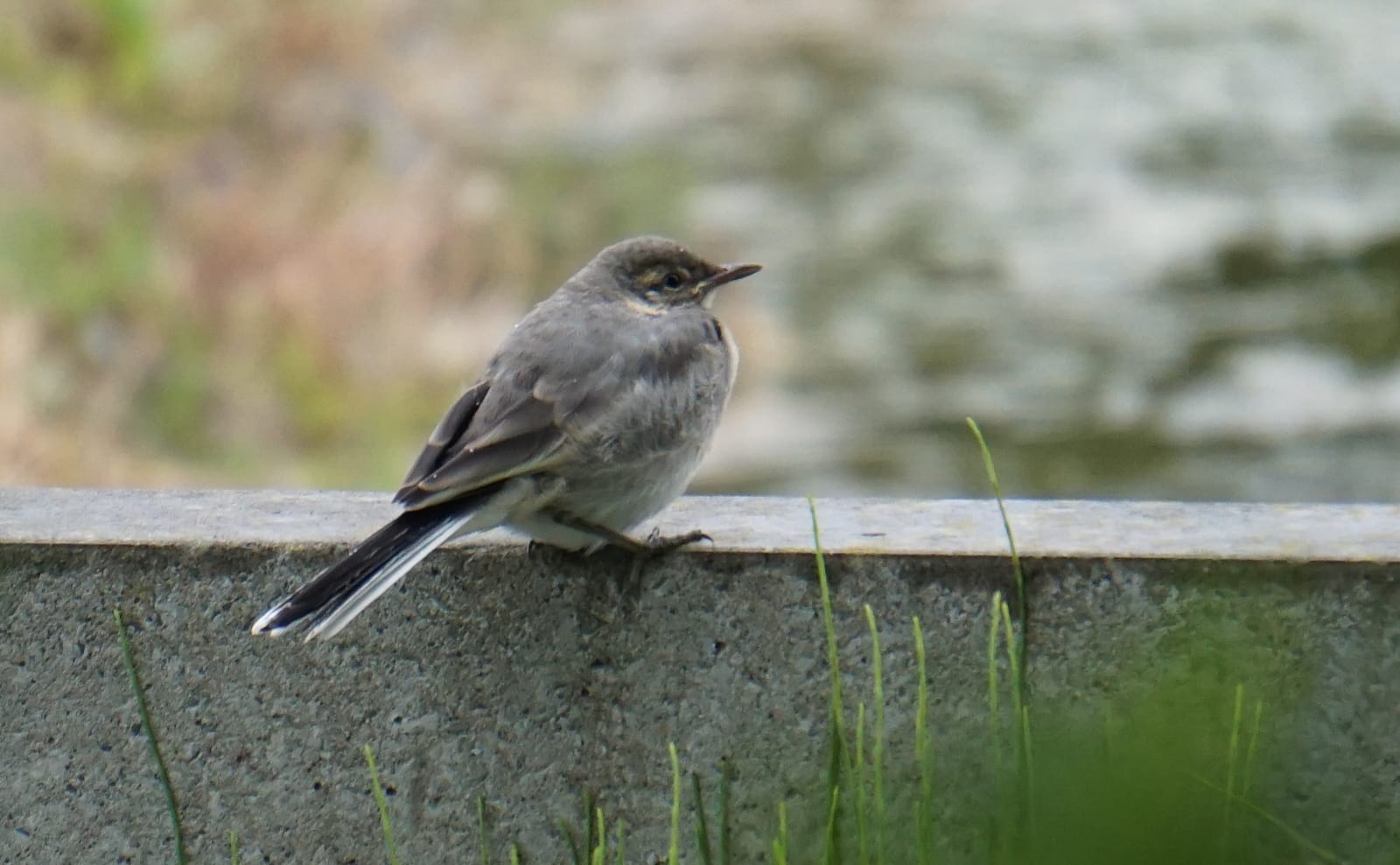 写真：ハクセキレイの幼鳥01