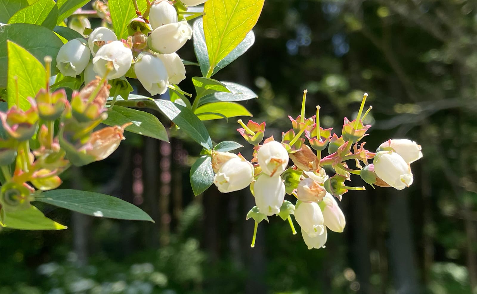 写真：ブルーベリーの花