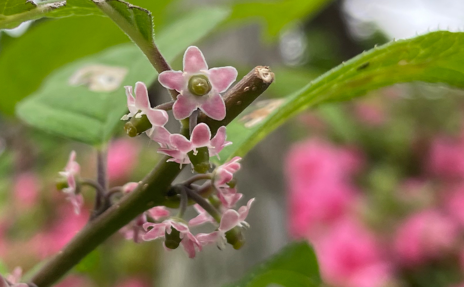 写真：ウメモドキの花