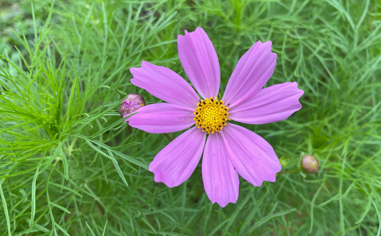 写真：狂い咲きしたコスモス