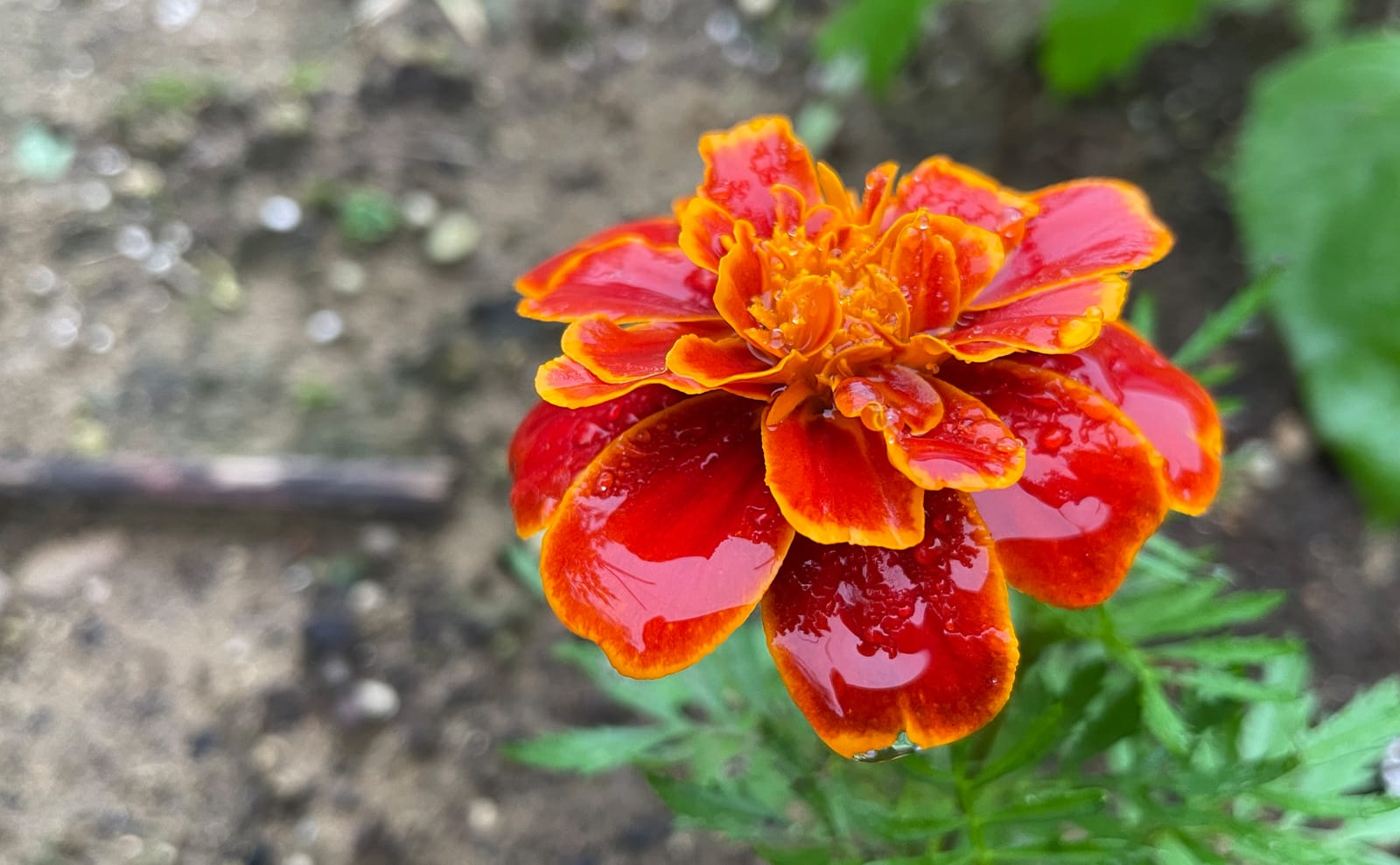 写真：雨に濡れた濃いオレンジ色のマリーゴールド