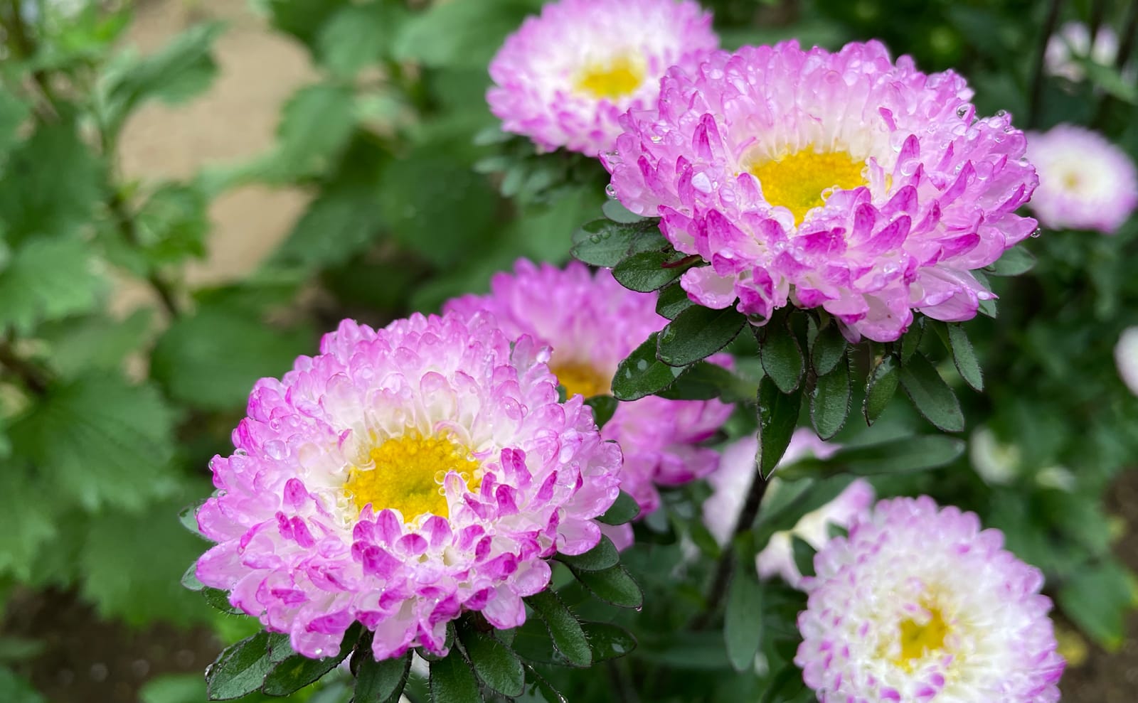 写真：雨に濡れたピンク色のアスター