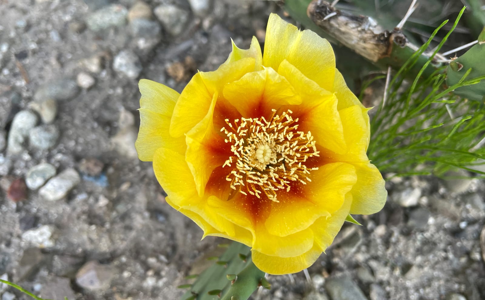 写真：ウチワサボテンの花