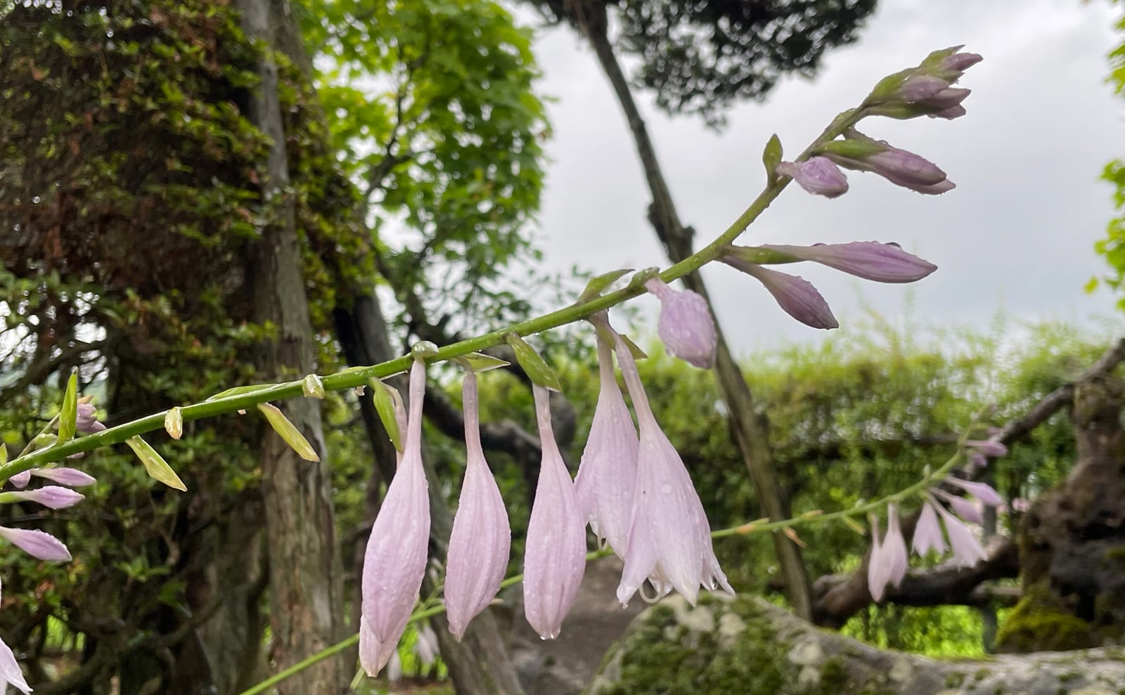 写真：ギボウシの花