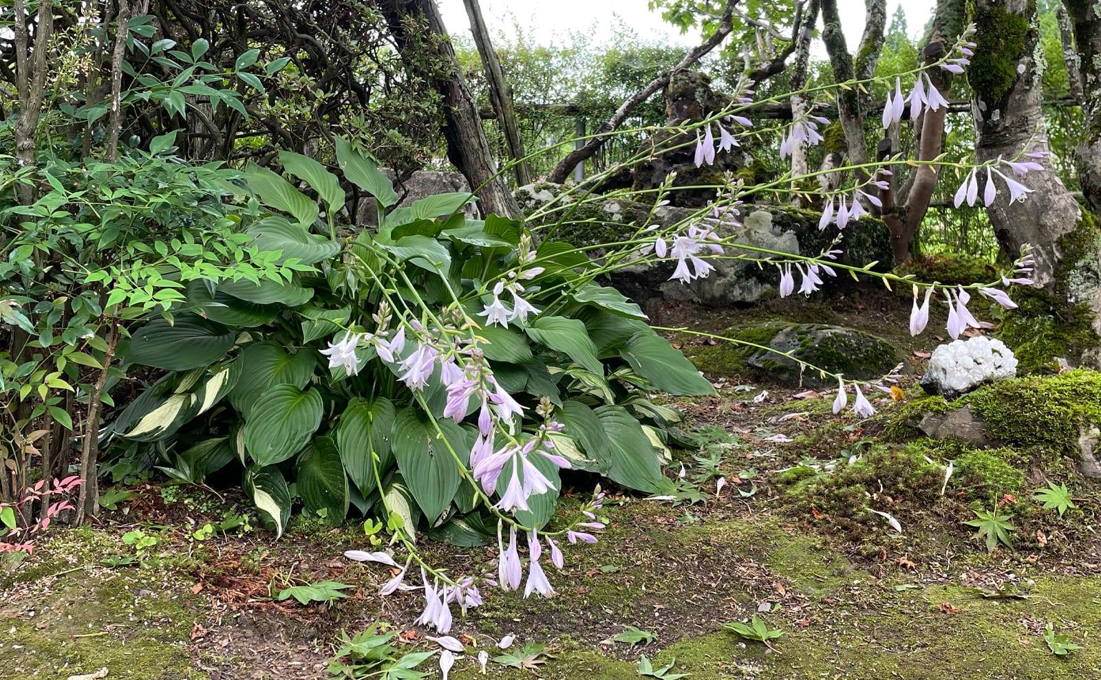 写真：雨に打たれ倒れてしまったギボウシ