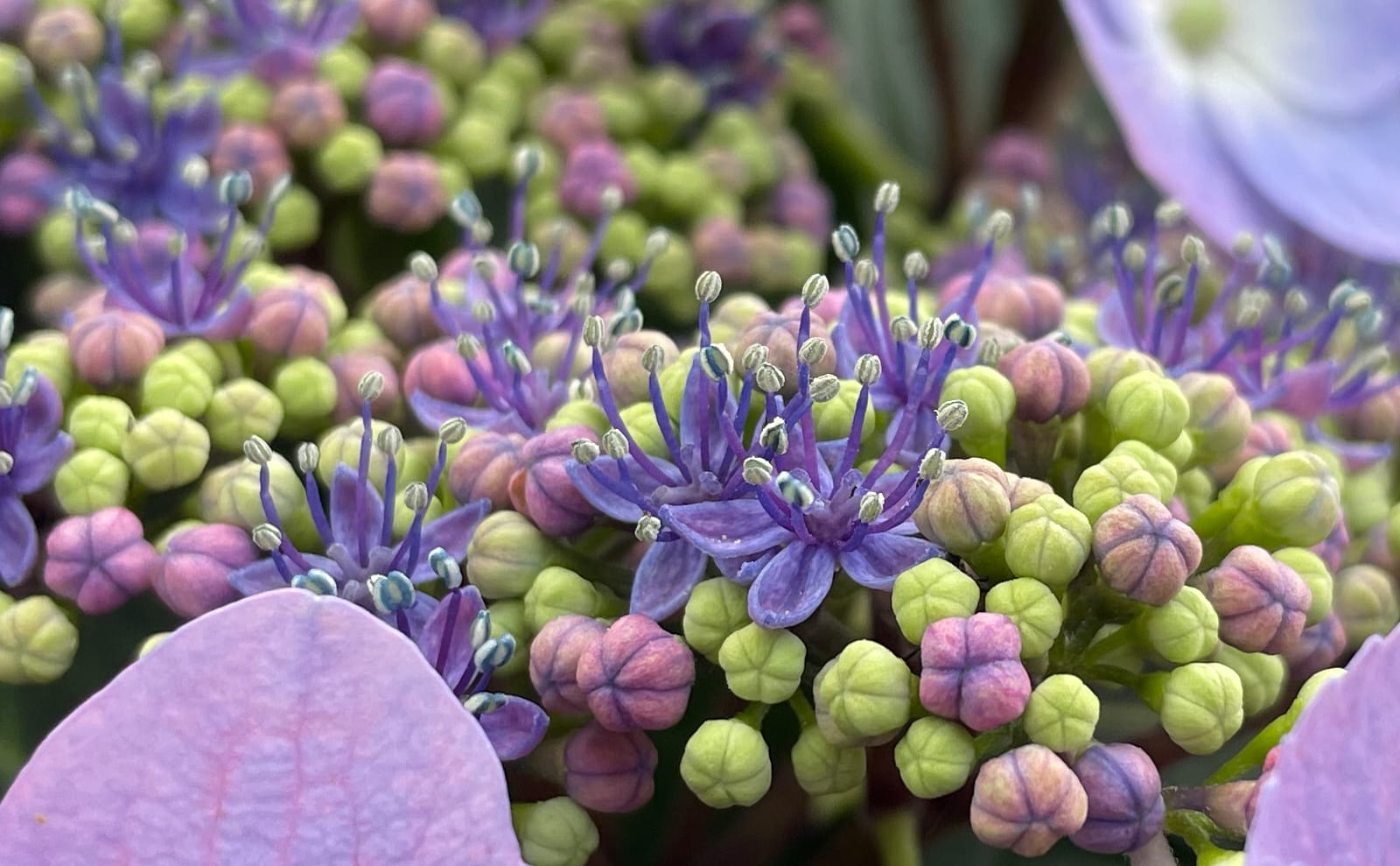 写真：ガクアジサイの花01