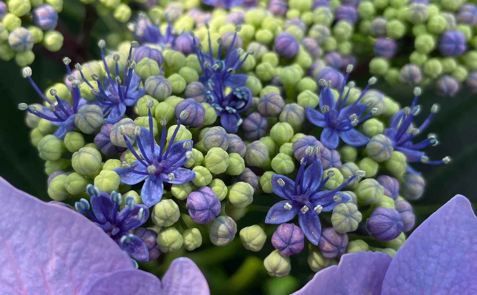 写真：ガクアジサイの花02