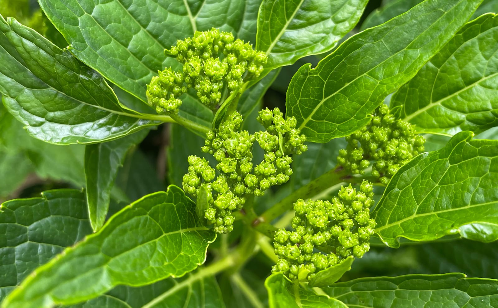 写真：八重咲きの白いガクアジサイの蕾