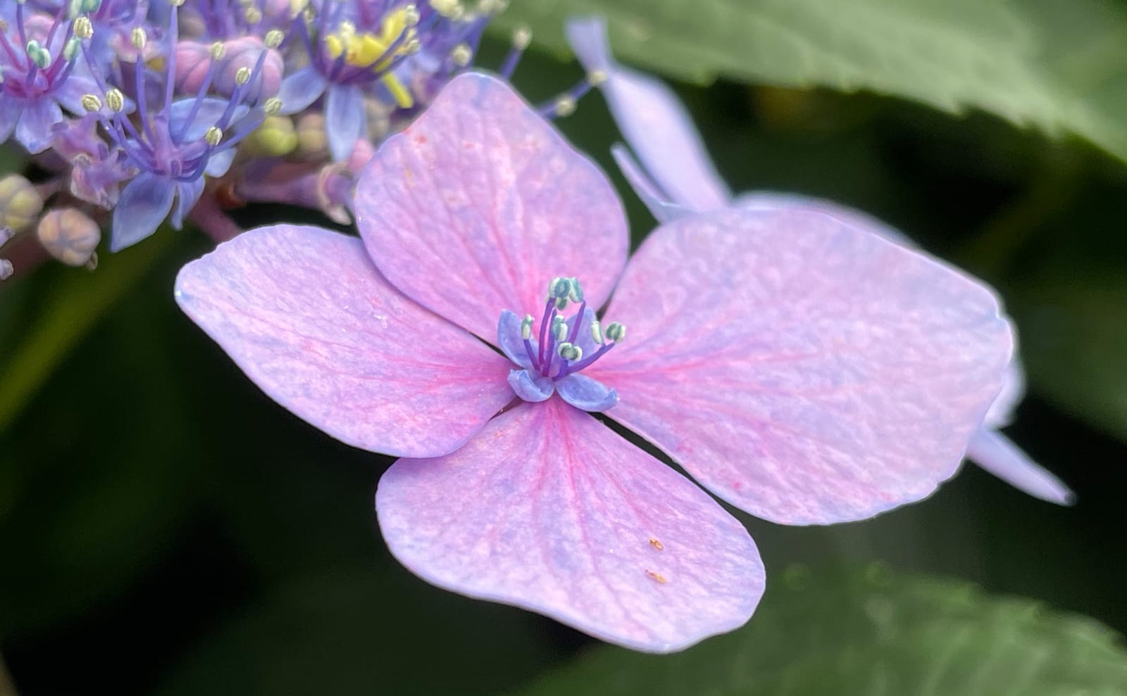 写真：ガクアジサイの装飾花の花