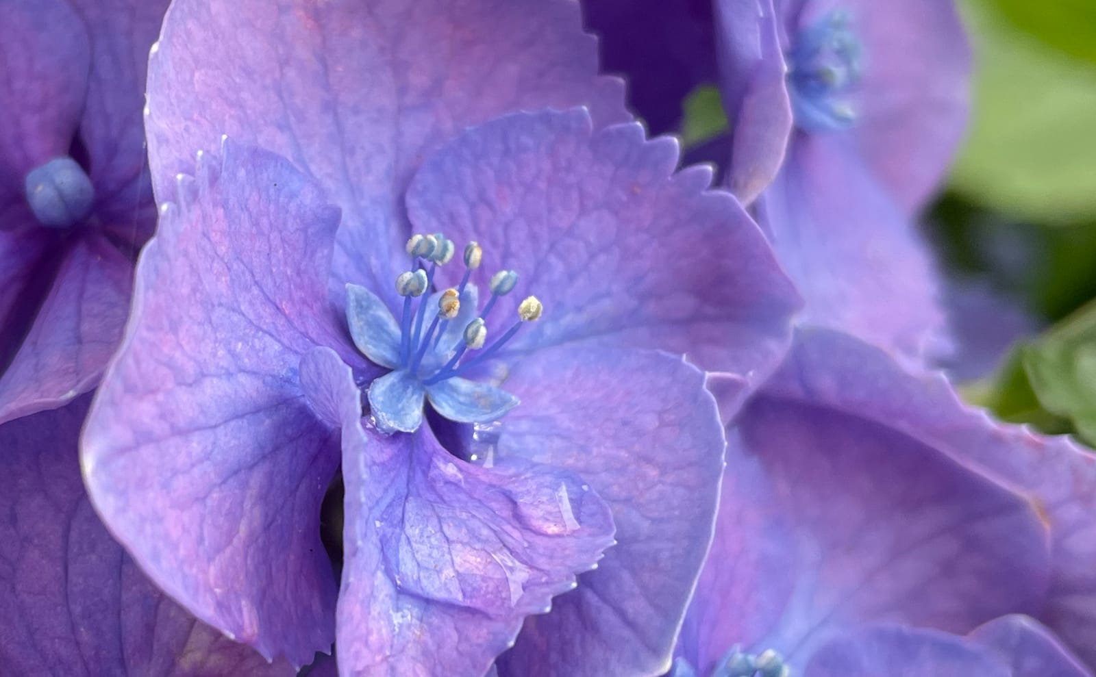 写真：ホンアジサイの装飾花の花