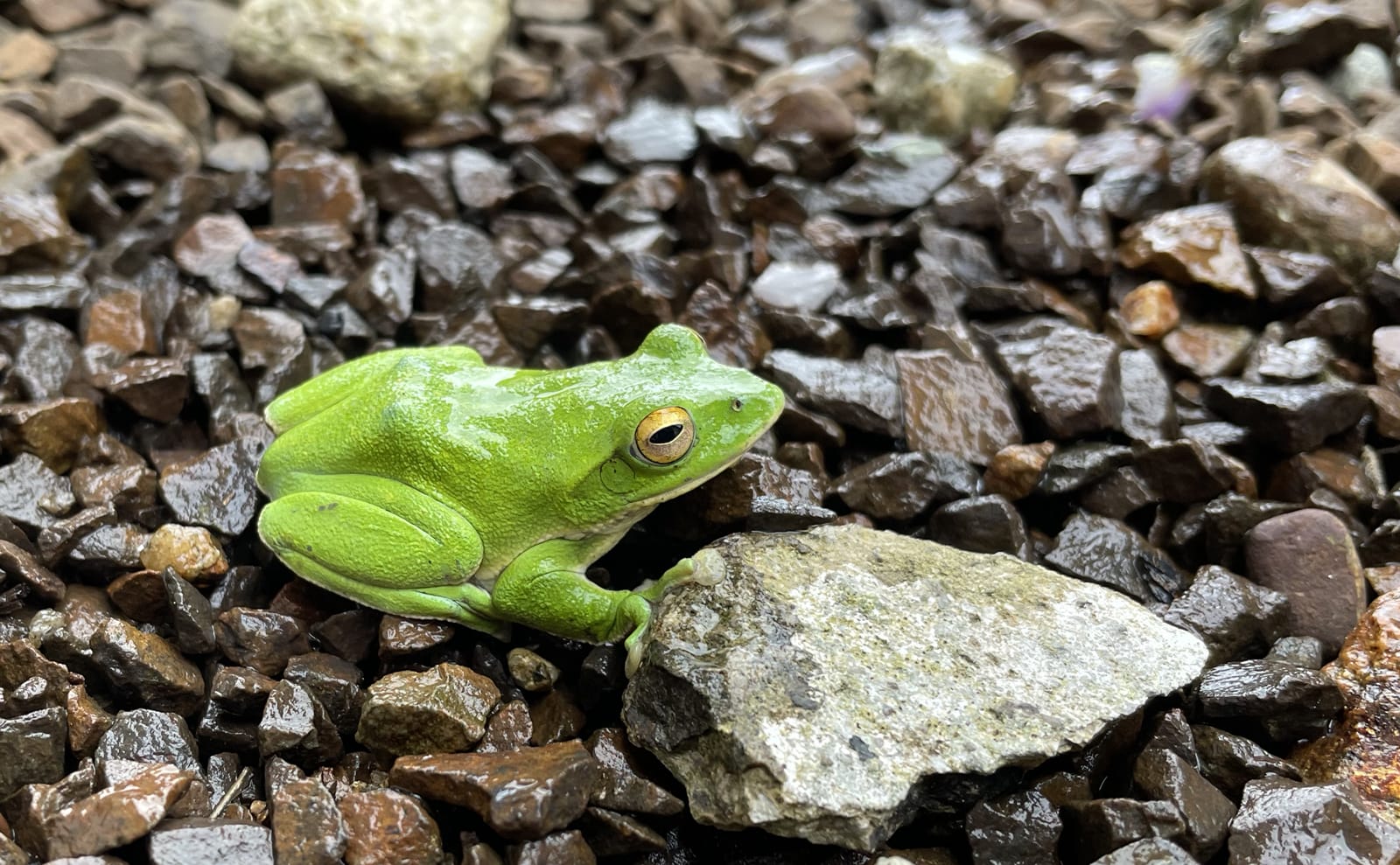 写真：シュレーゲルアオガエル01