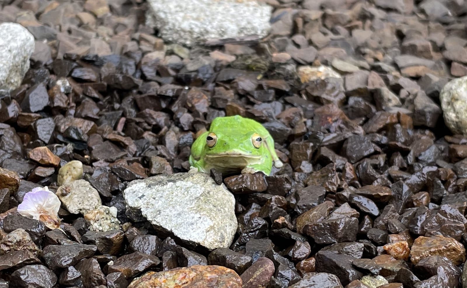 写真：シュレーゲルアオガエル02