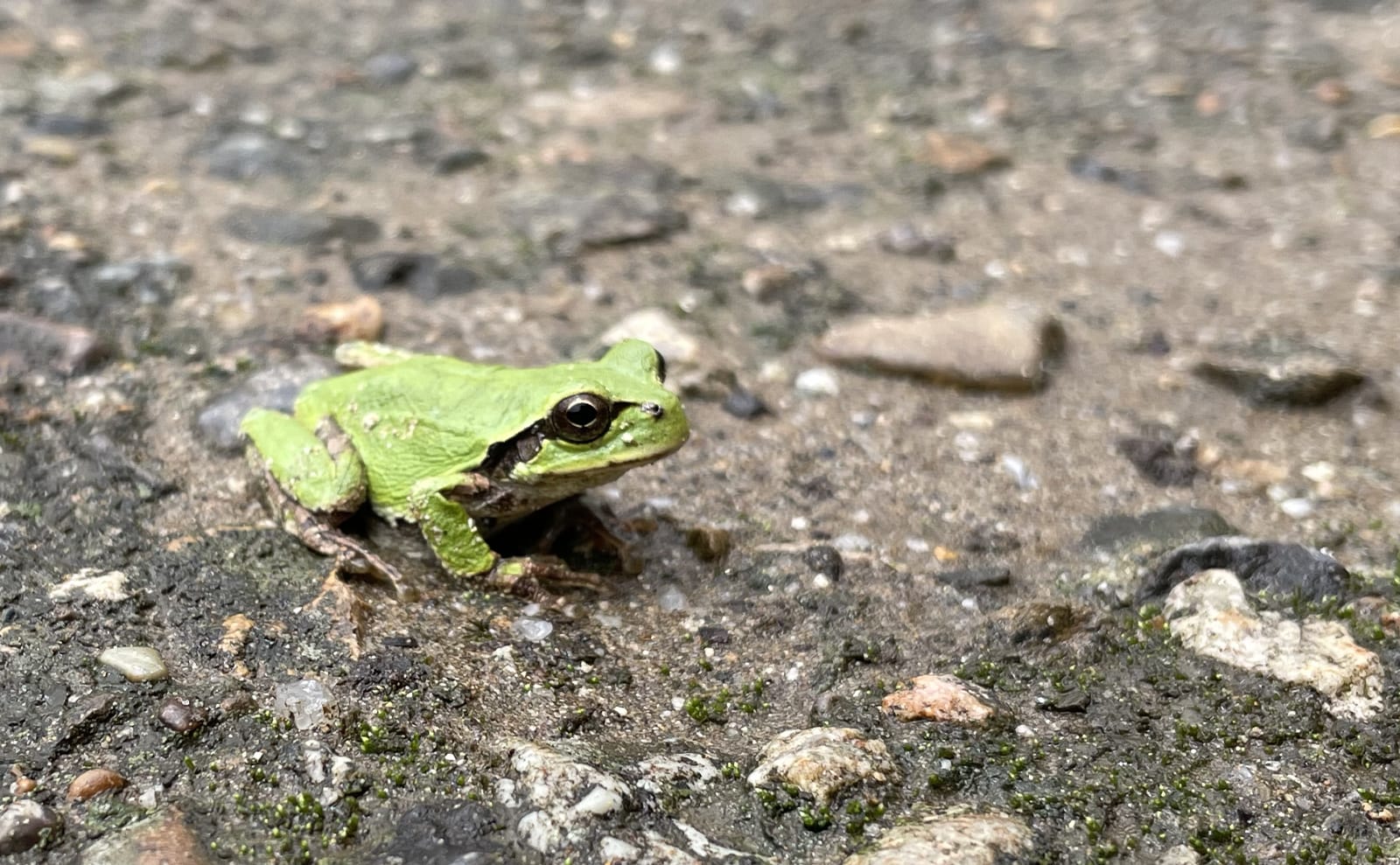 写真：アマガエル