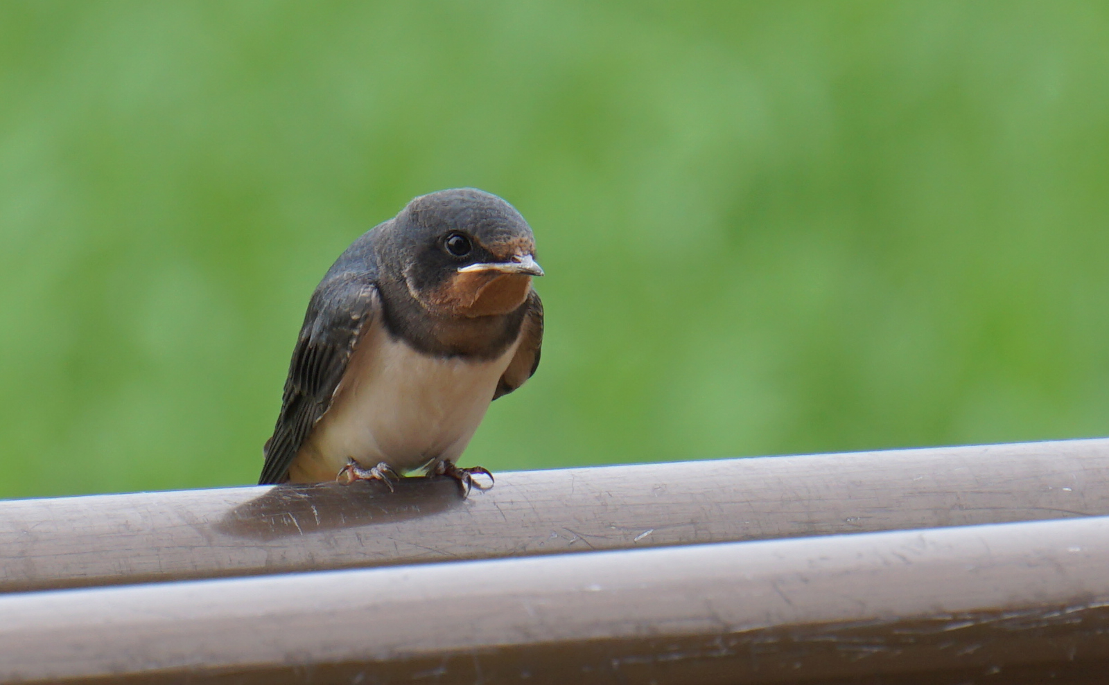 写真：ツバメの幼鳥