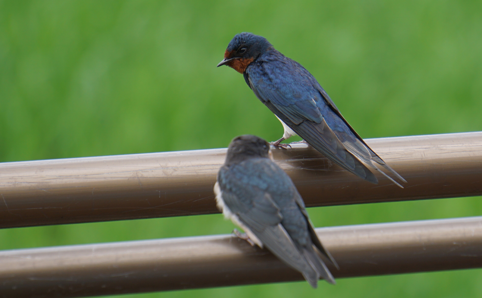 写真：ツバメの幼鳥と成鳥