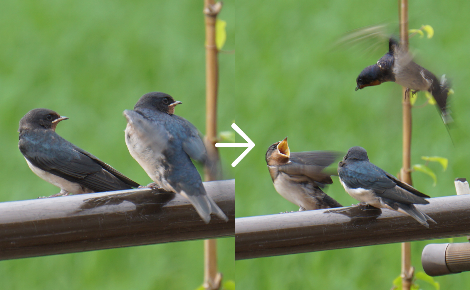 写真：ツバメの餌やり01