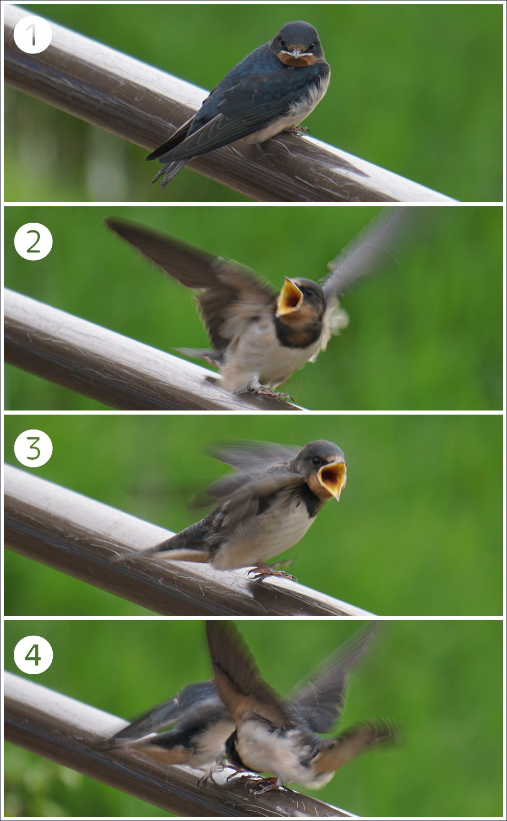 写真：餌をねだる幼鳥