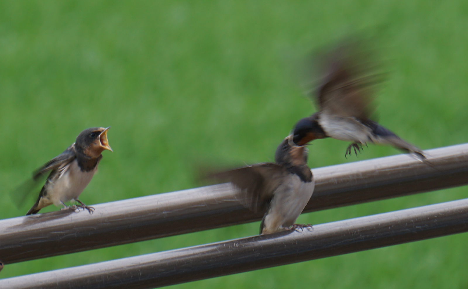 写真：ツバメの餌やり04