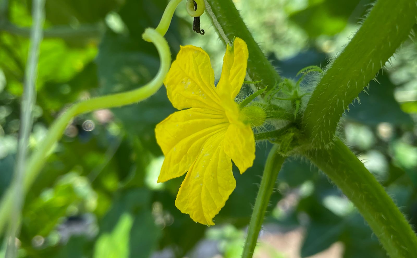 写真：キュウリの雄花