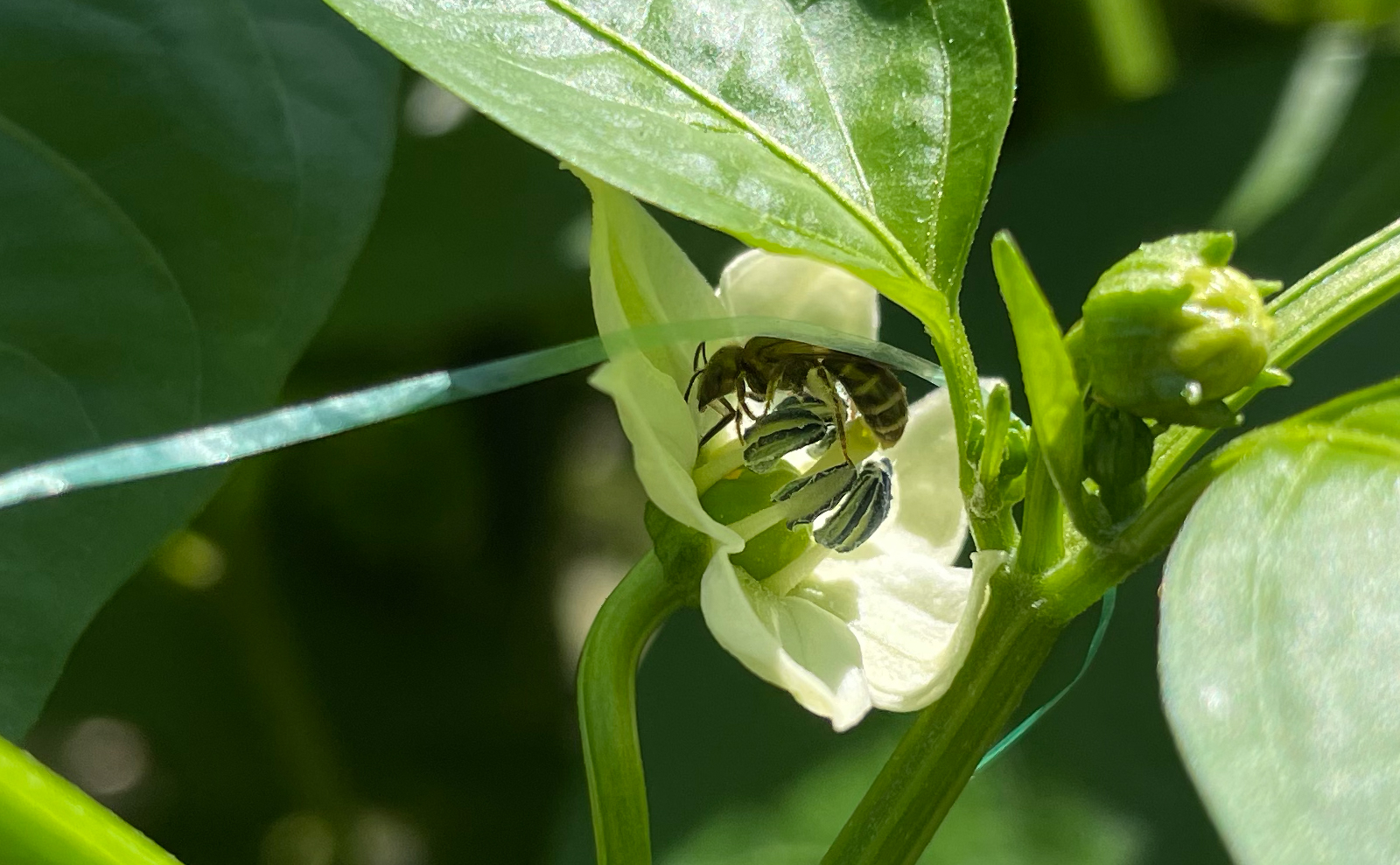 写真：ピーマンの花と蜂