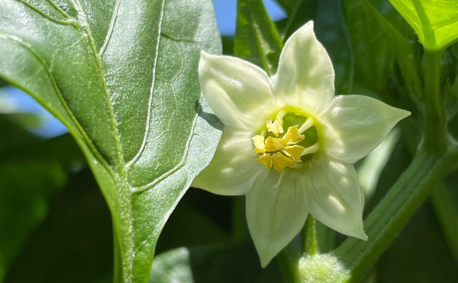 写真：パプリカの花