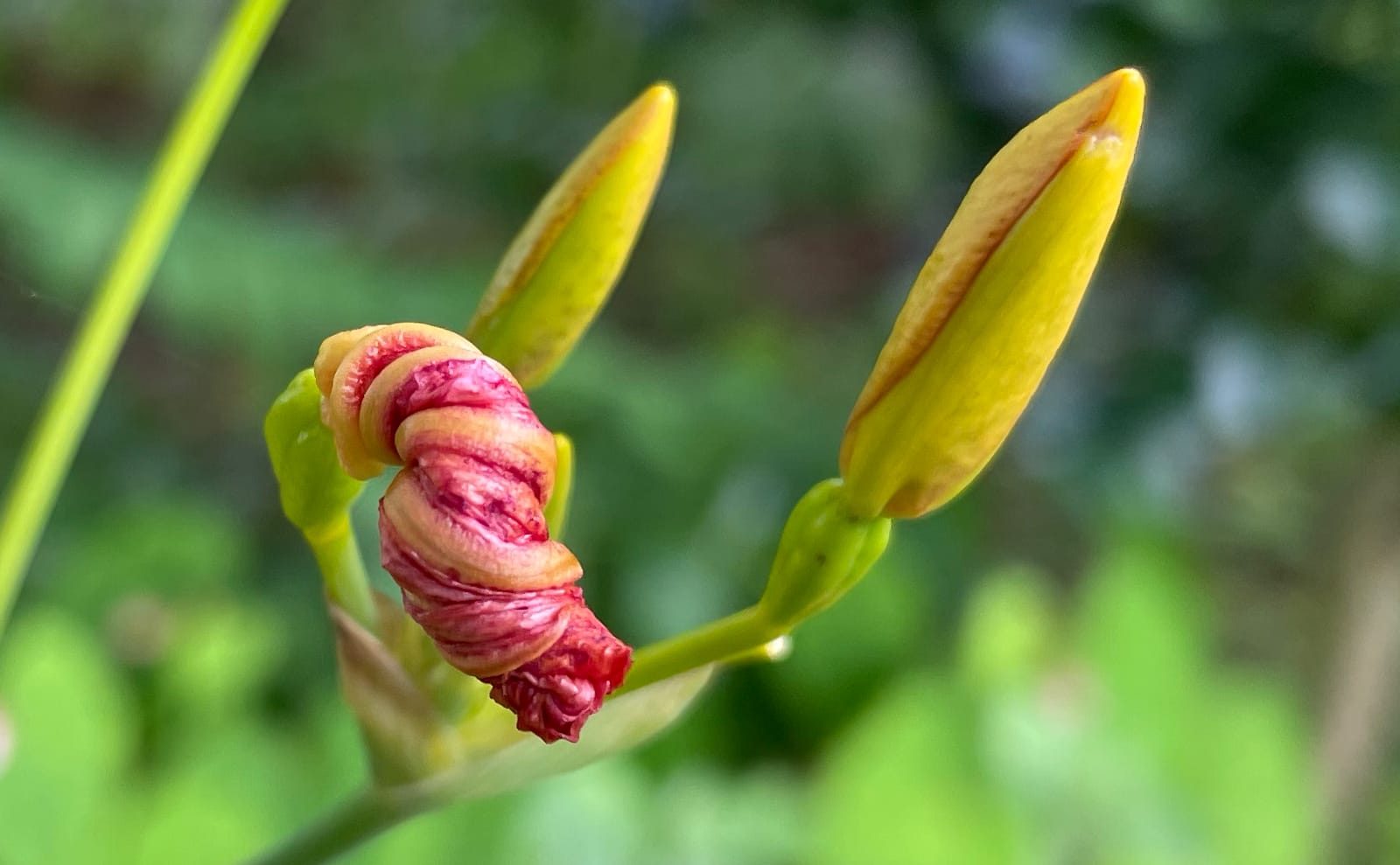 写真：開花後の檜扇と蕾