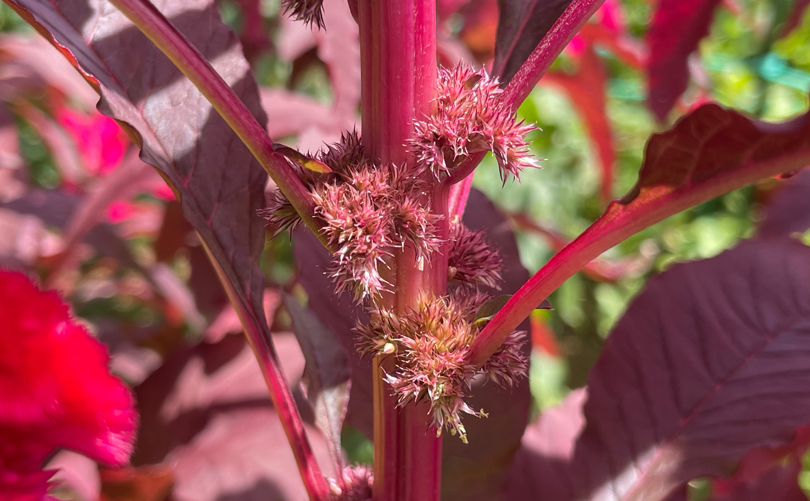 写真：ハゲイトウの花