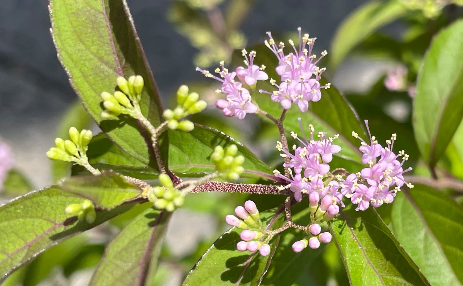 写真：ムラサキシキブの花