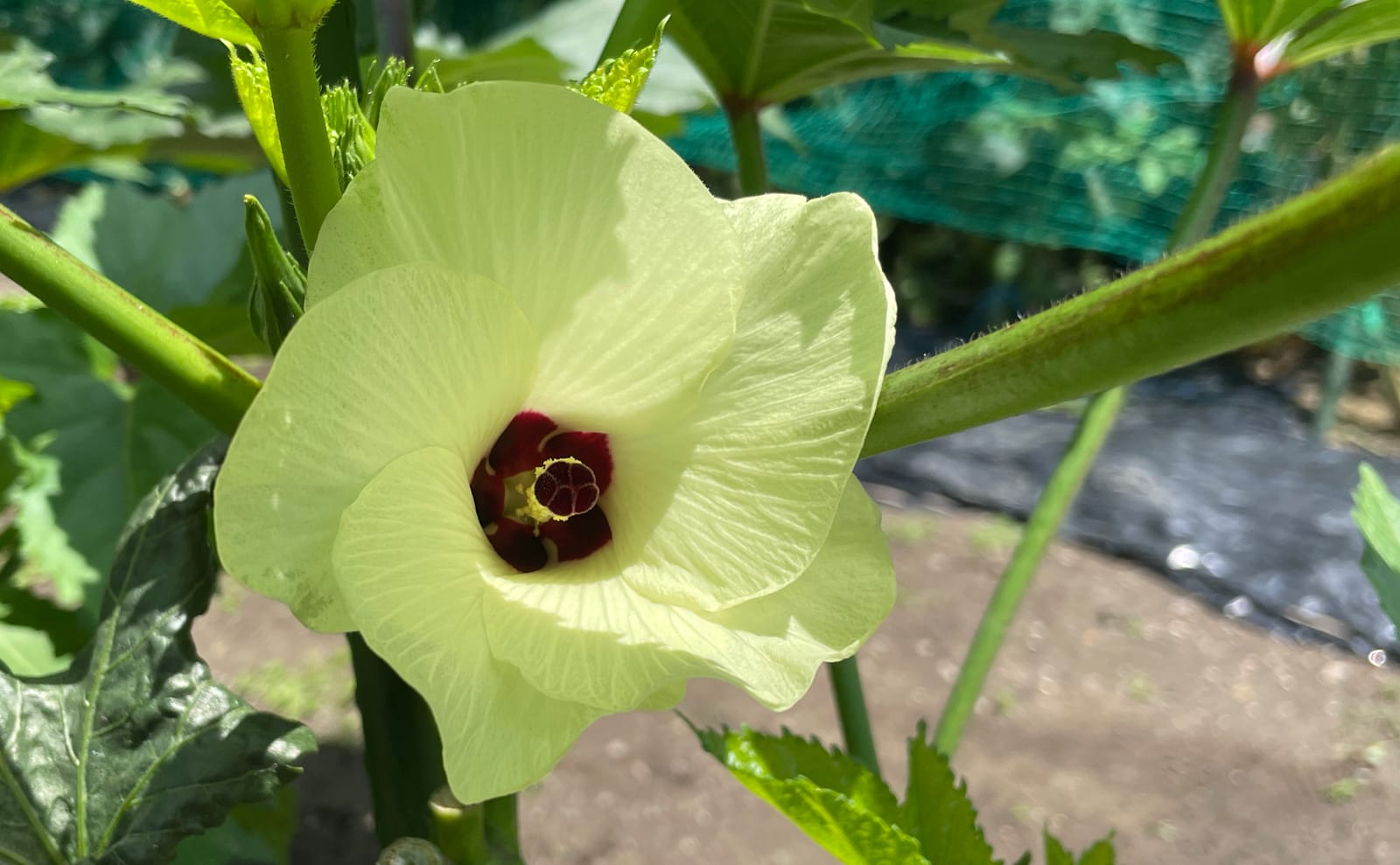 写真：オクラの花