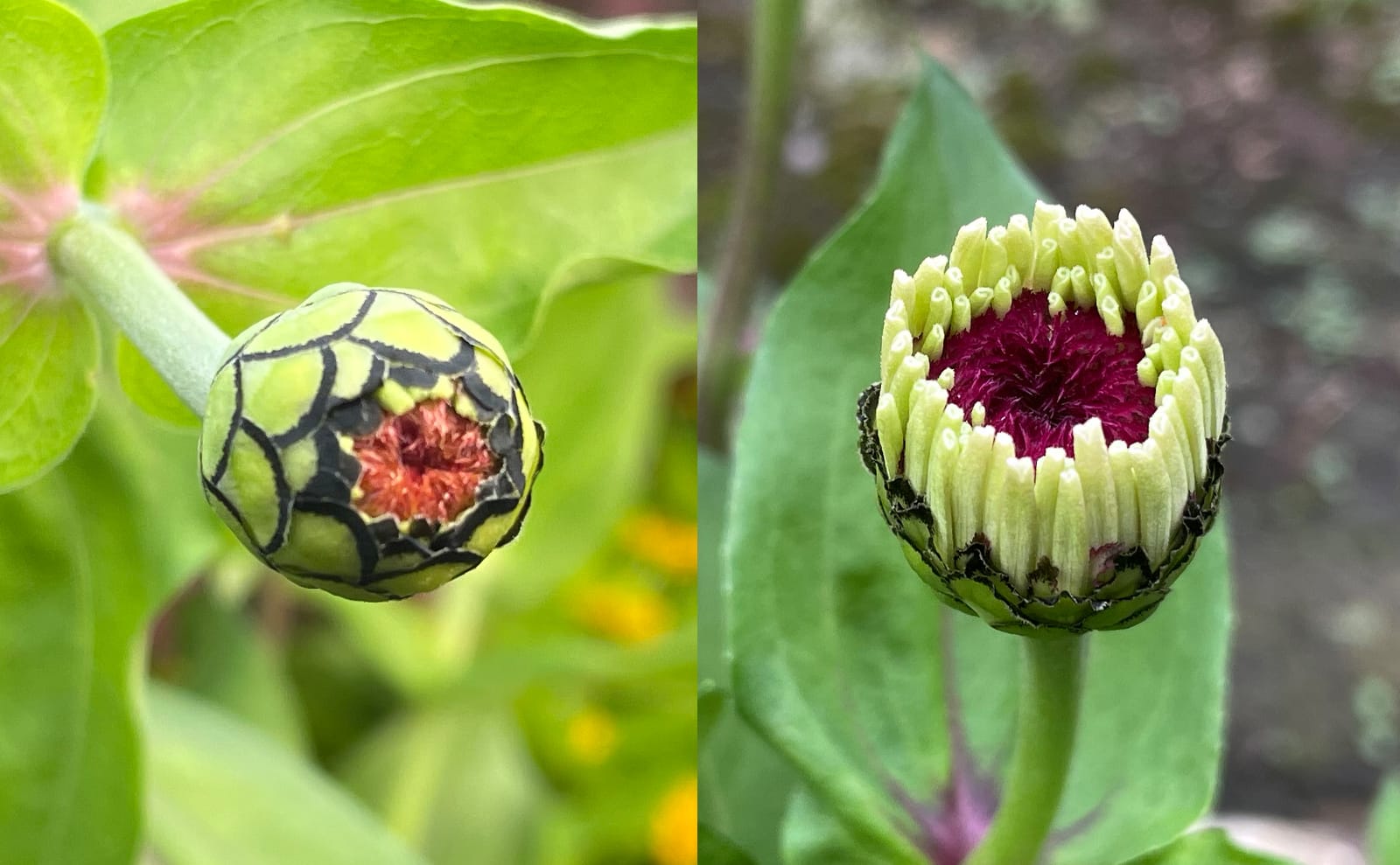 写真：百日草の蕾