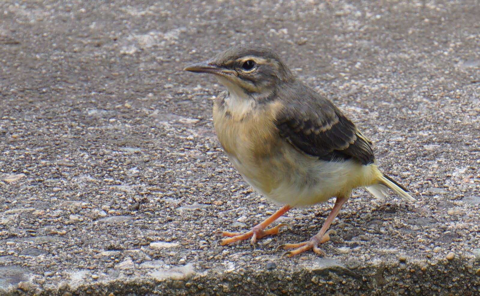 写真：キセキレイの幼鳥01