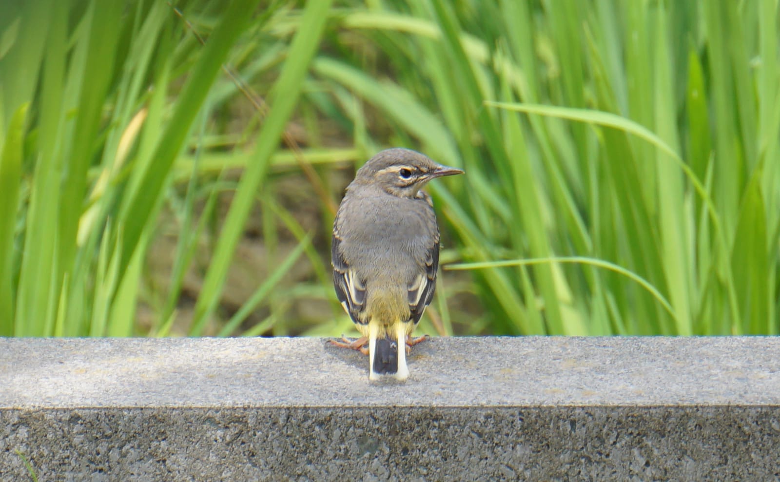 写真：キセキレイの幼鳥02