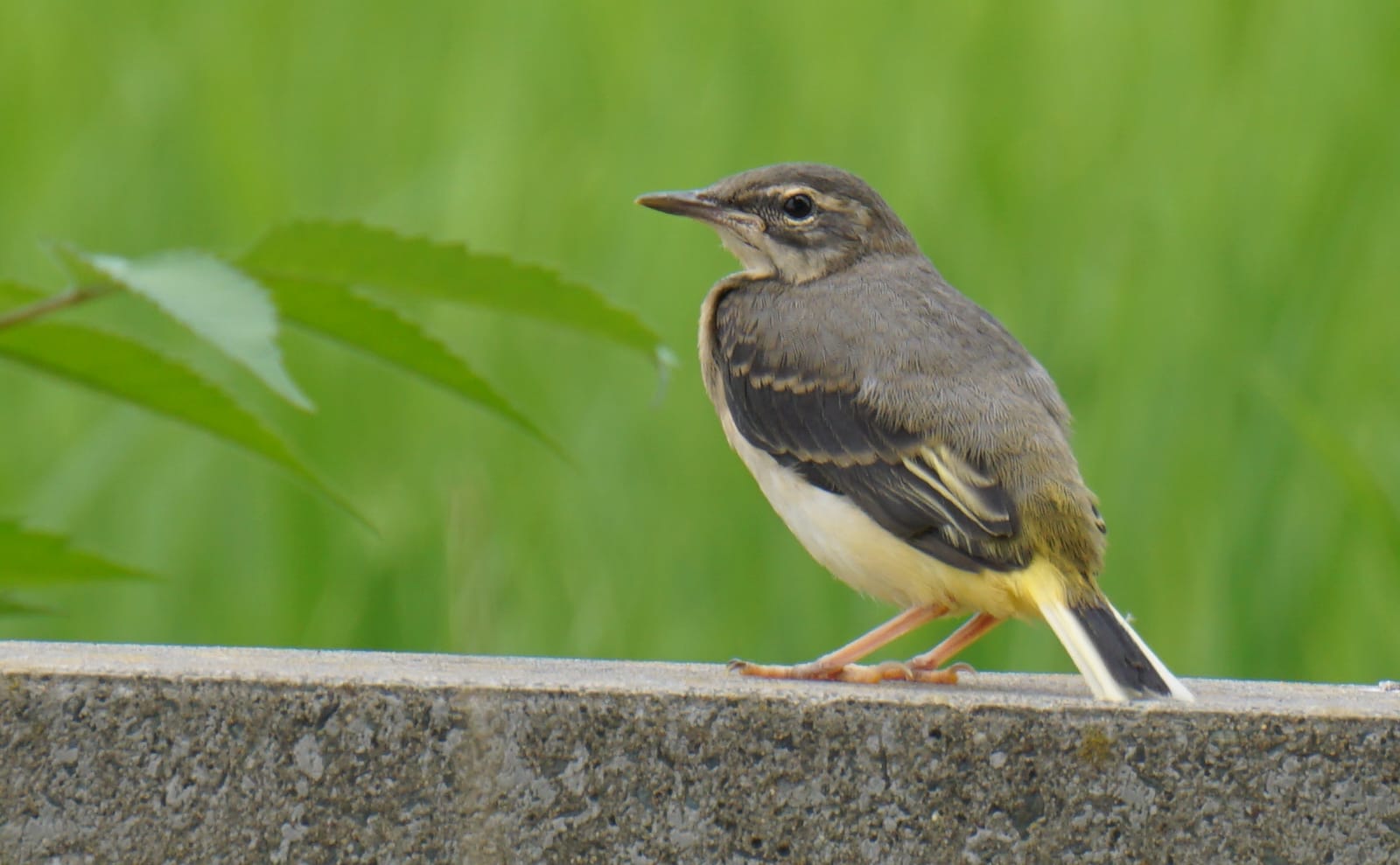 写真：キセキレイの幼鳥03