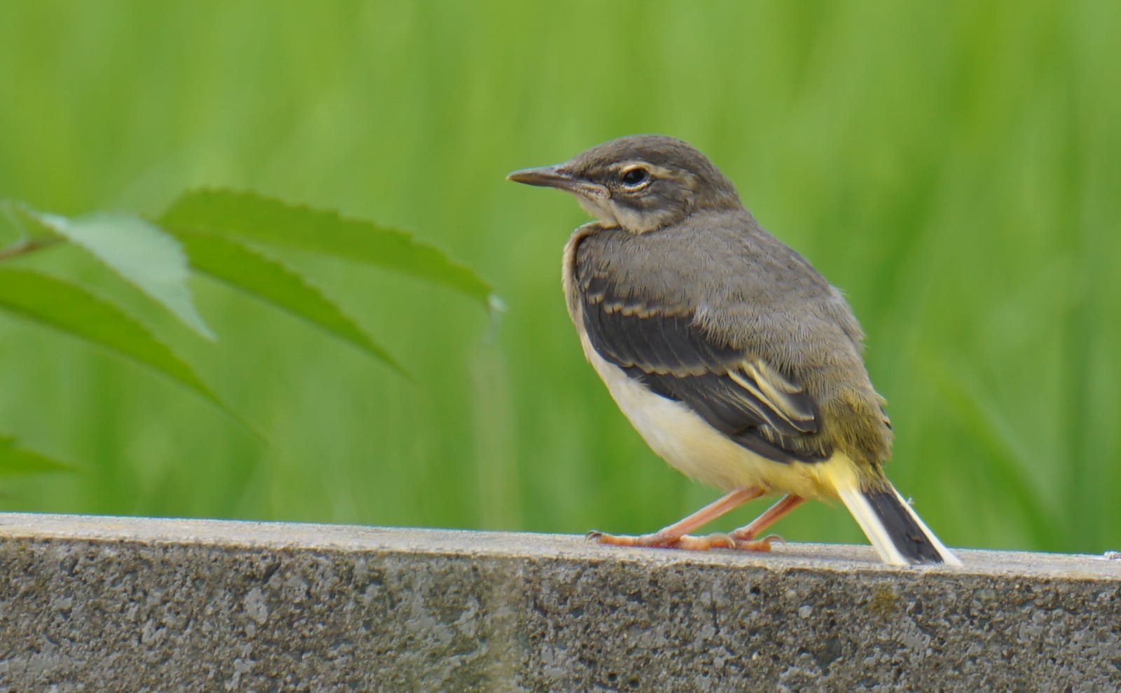 写真：キセキレイの幼鳥04