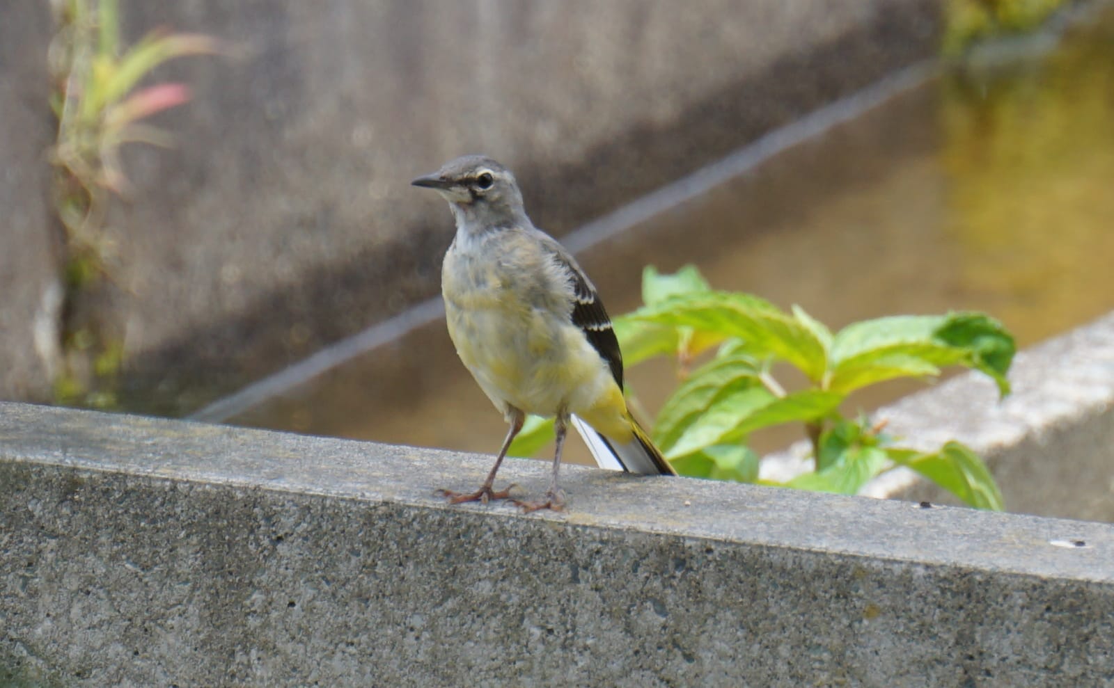 写真：キセキレイの成鳥