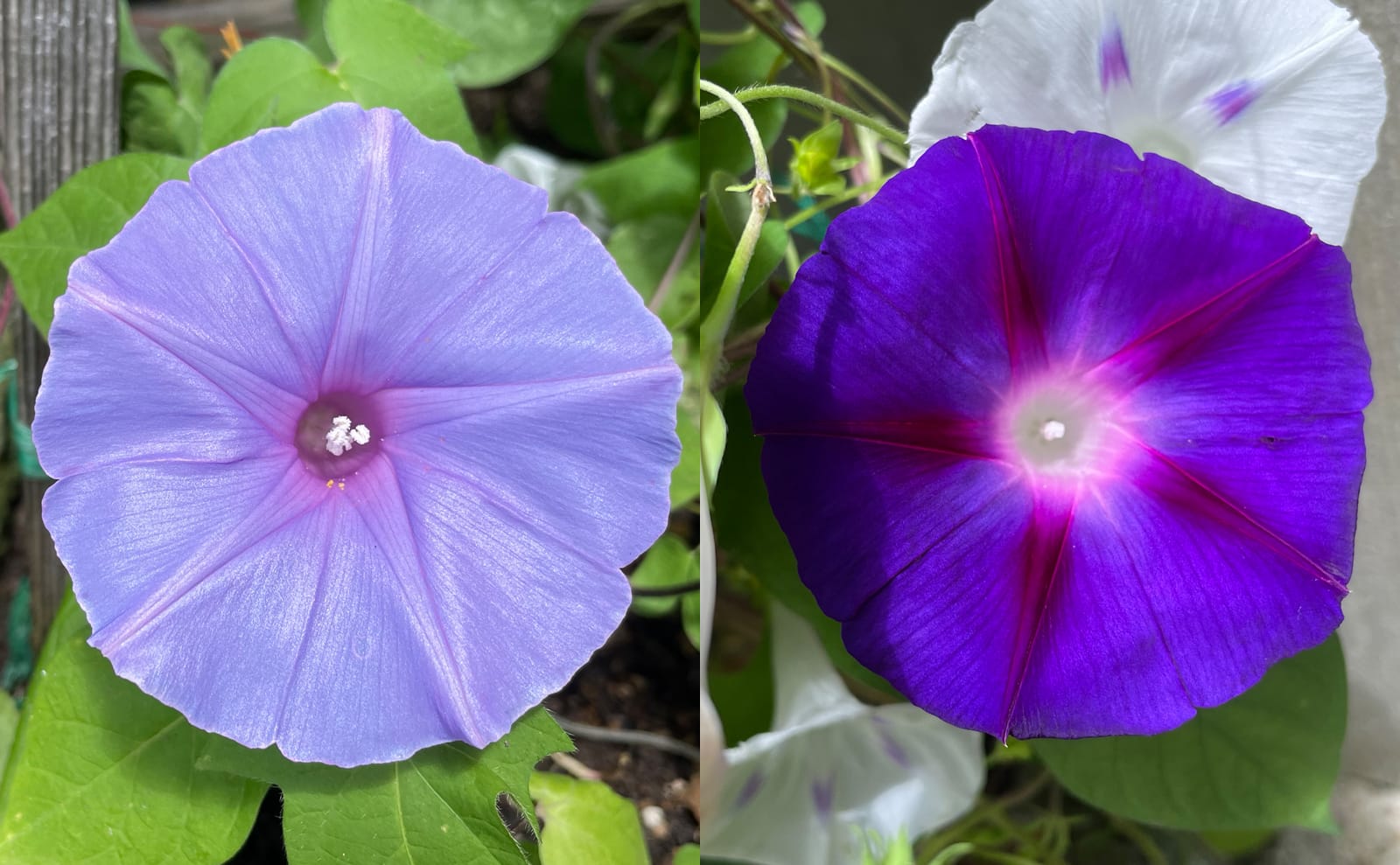 写真：紫色の朝顔