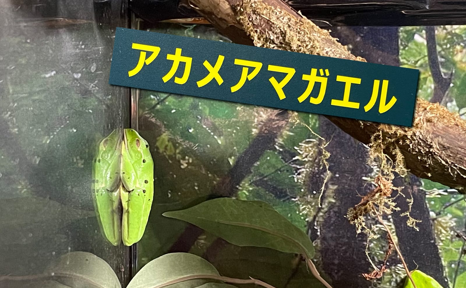 写真：アカメアマガエル