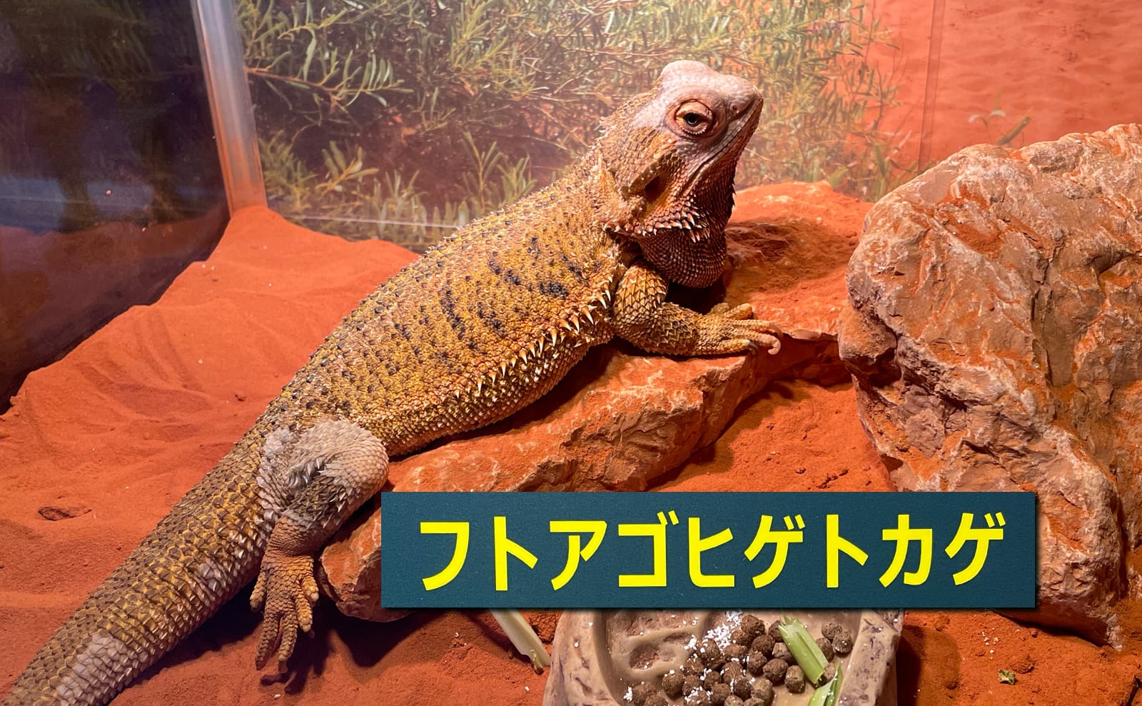 写真：フトアゴヒゲトカゲ