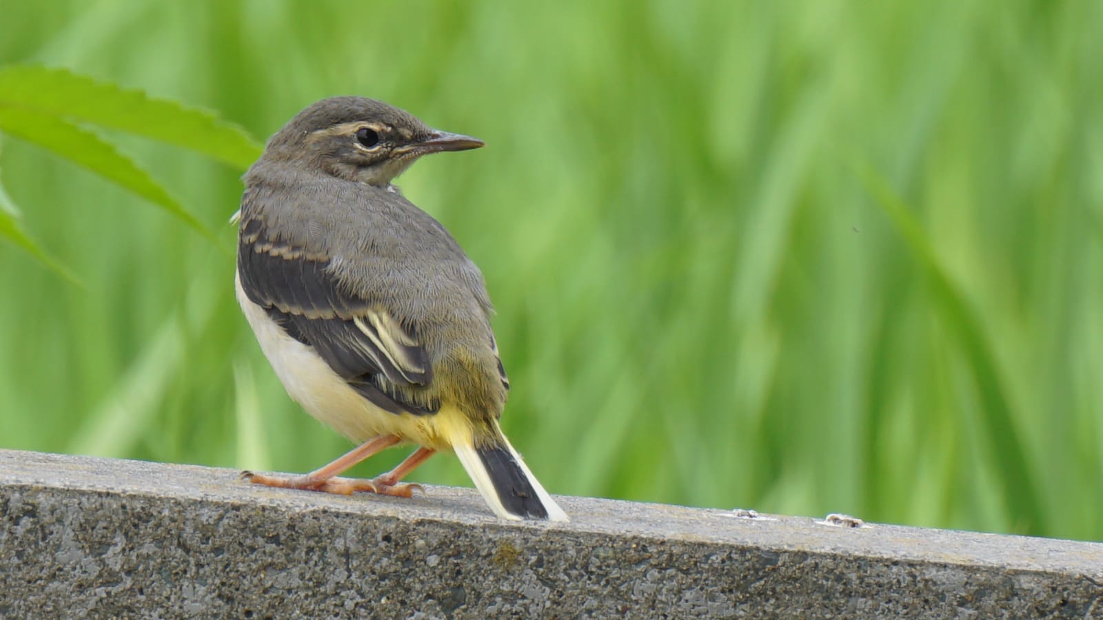 写真：キセキレイの幼鳥