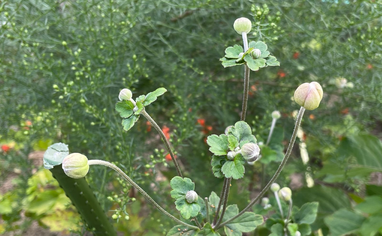 写真：シュウメイギクの蕾