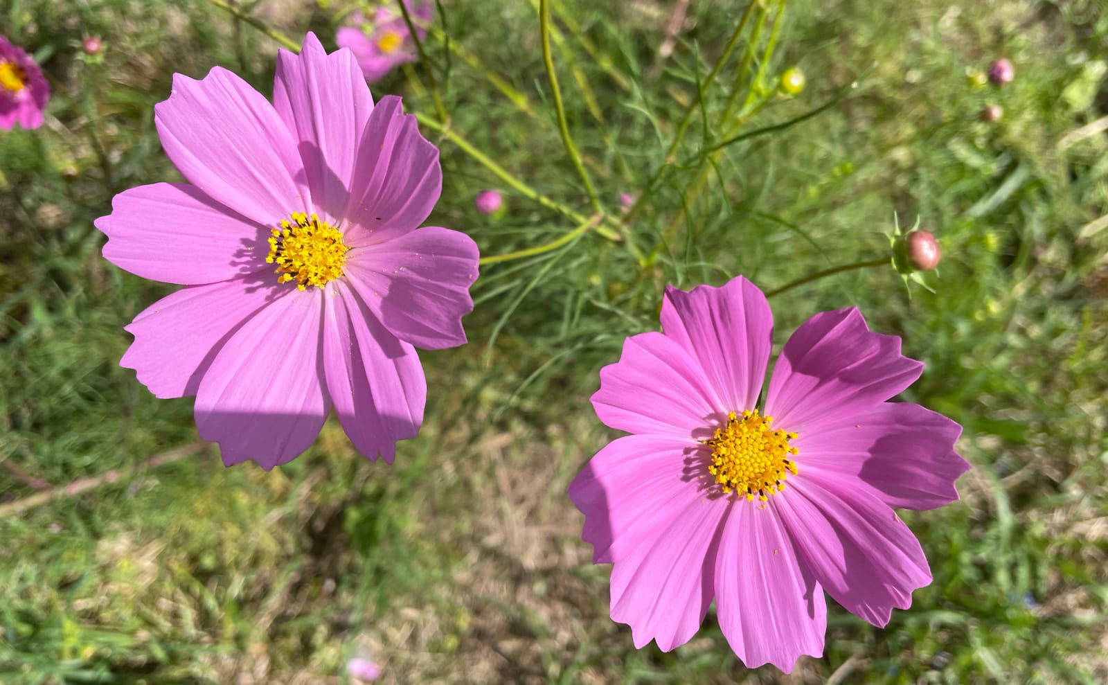 写真：コスモス