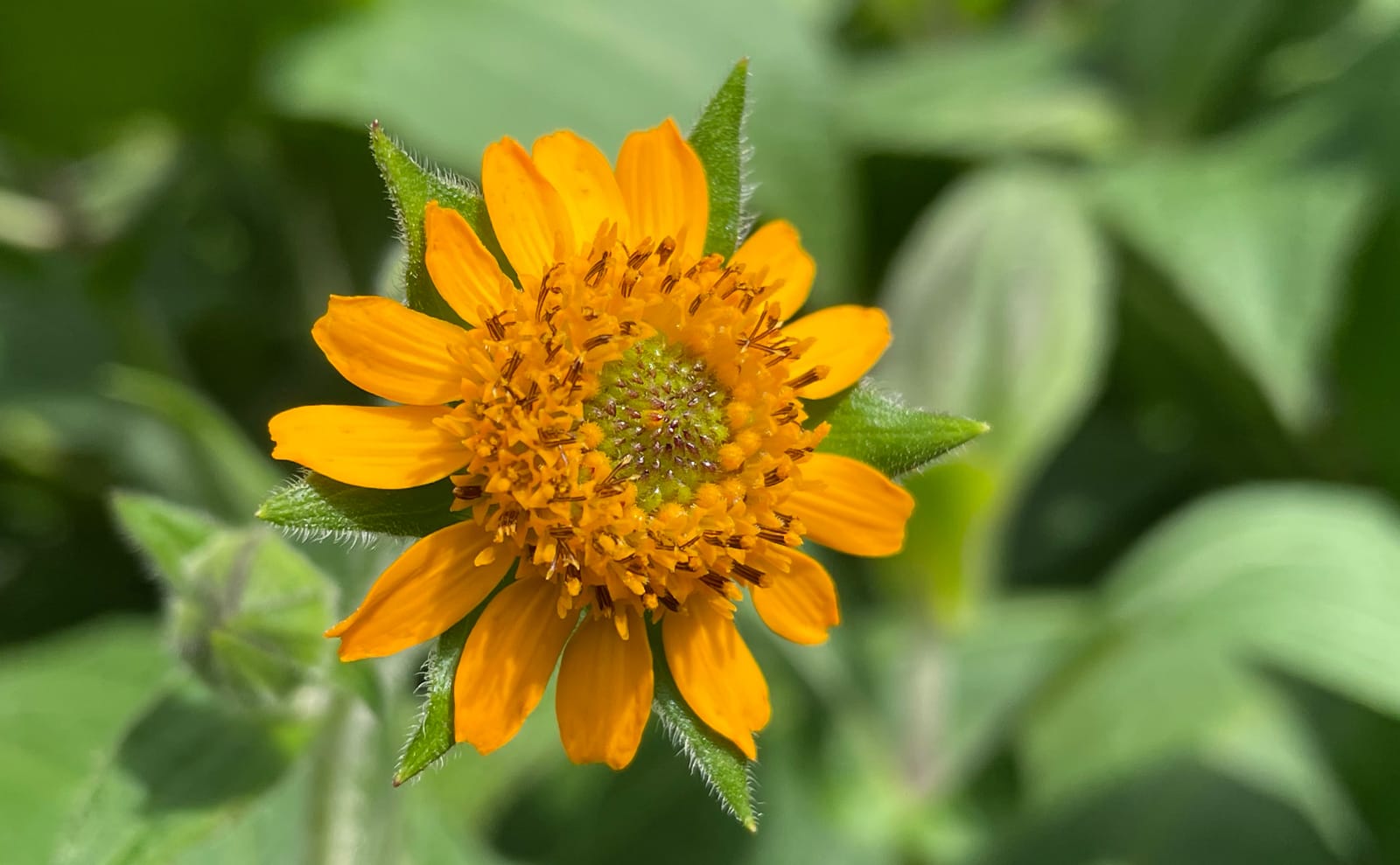 写真：ヤーコンの花