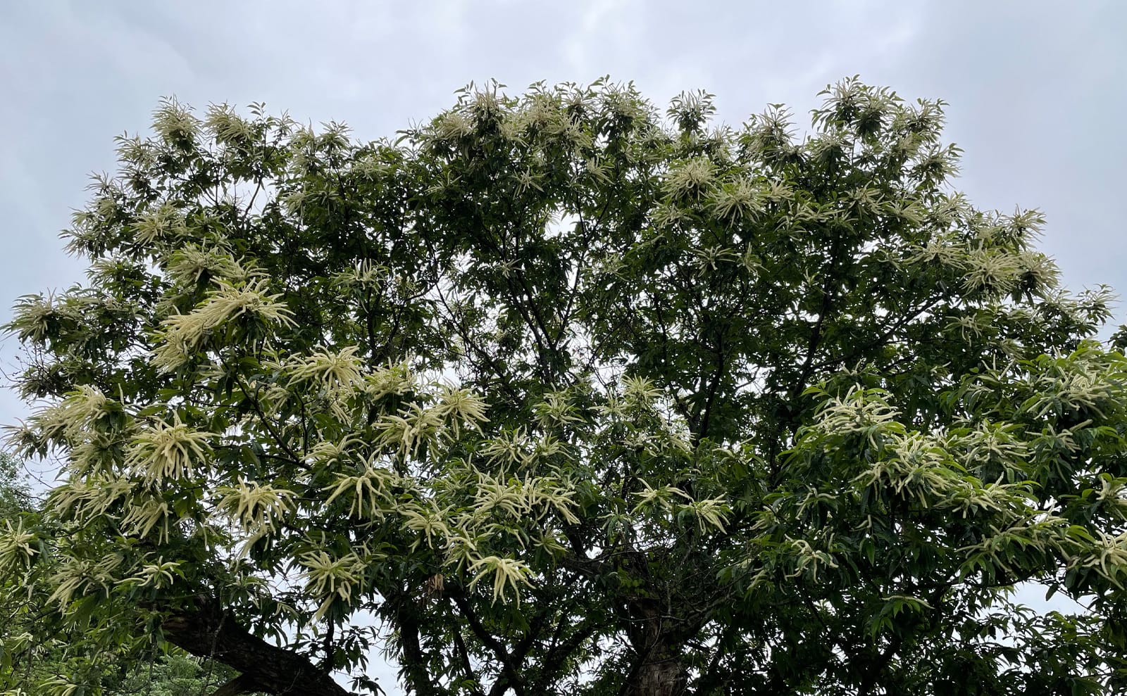 写真：栗の花01