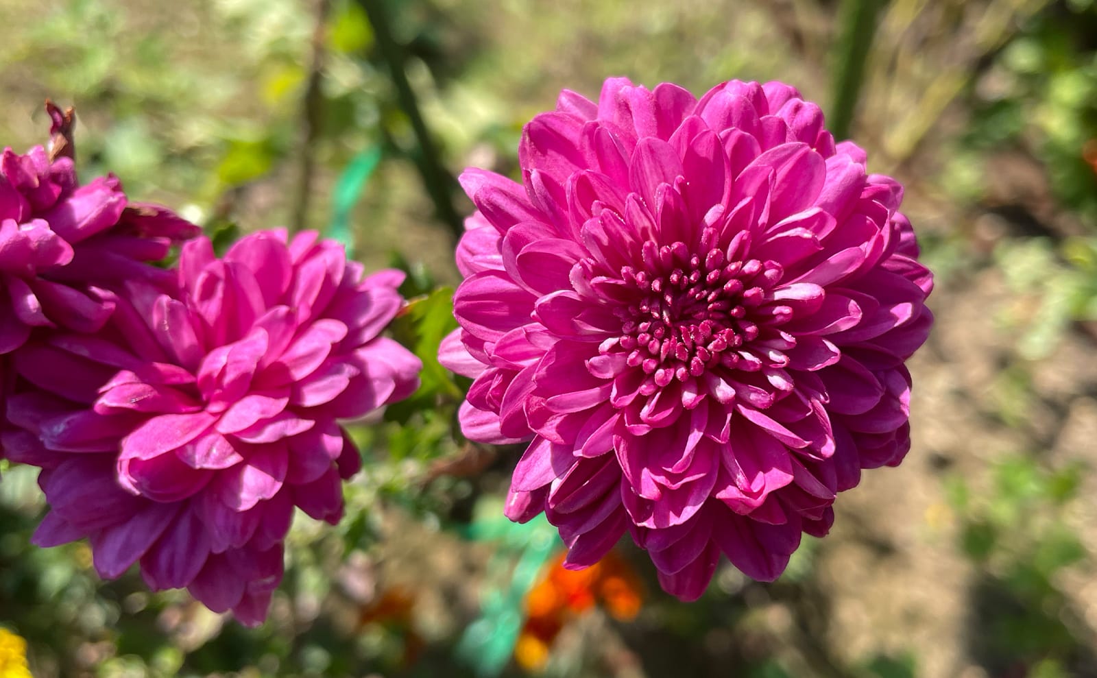 写真：ピンク色の菊