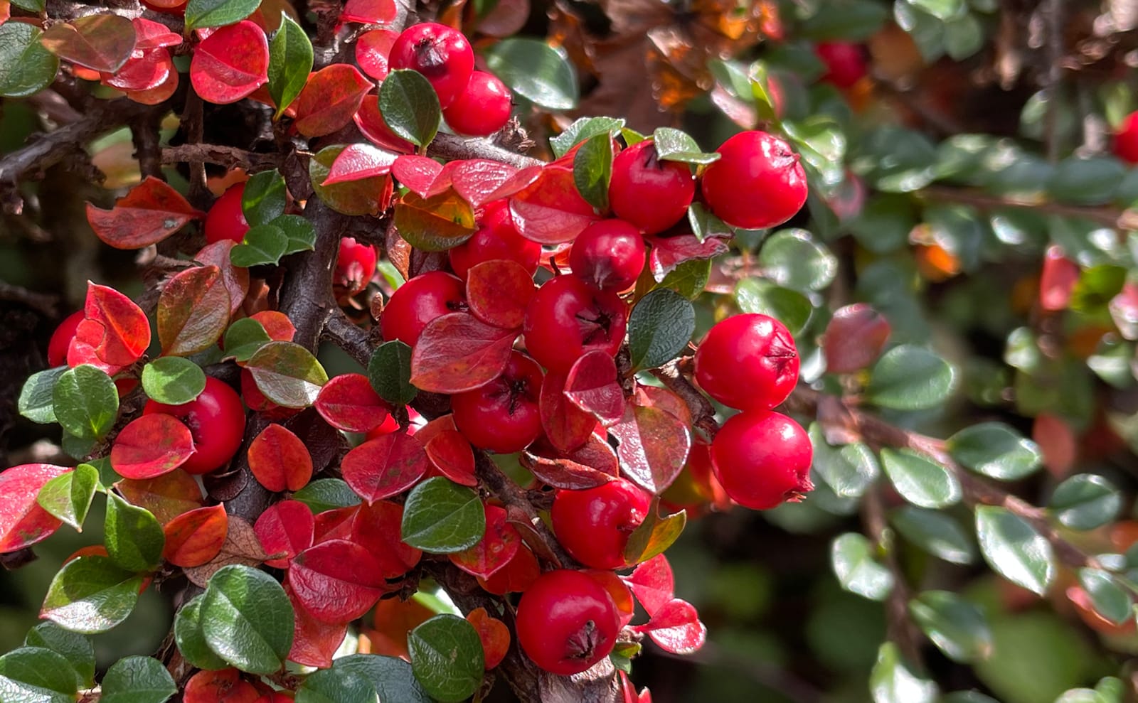 写真：葉も紅葉したベニシタン