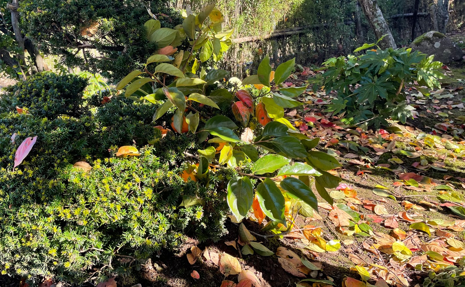 写真：上から落ちてくる柿のクッションになる植木