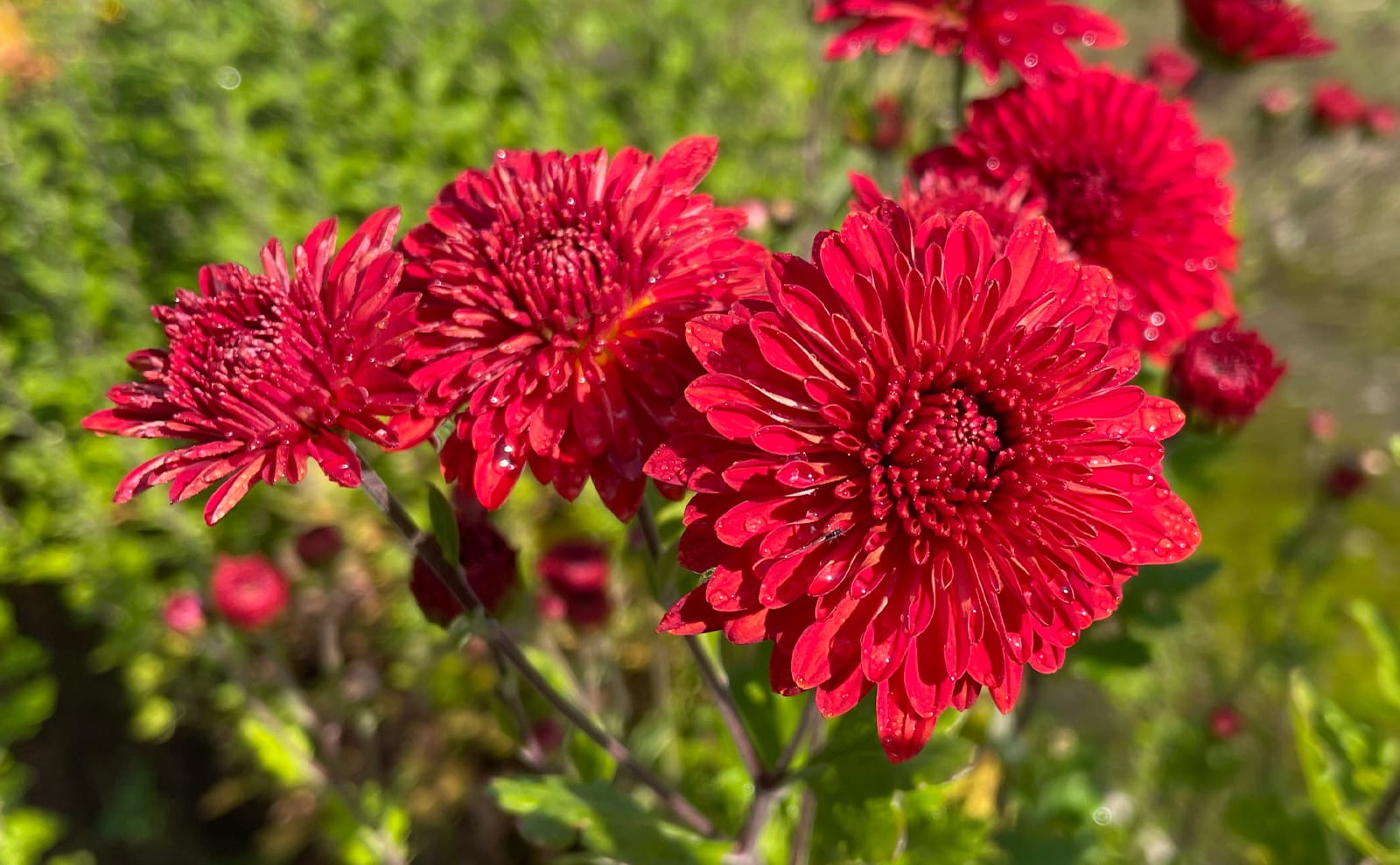 写真：赤色のスプレー菊